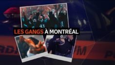 violence-armee-portrait-des-gang